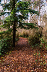 Wall Mural - Alley path in a dense autumn forest park western Canada