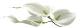 Elegant white calla lilies with graceful curves and smooth petals