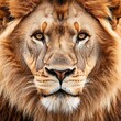 © rokeya - Majestic lion portrait, intense gaze, close-up.