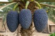 © bima - Blue date palm fruits growing, rural area food crop
