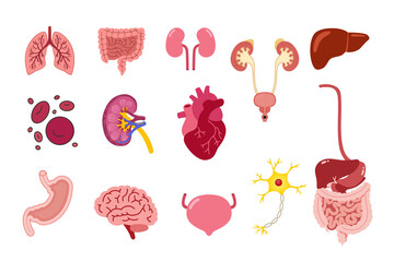 Human body parts and internal organs vector illustrations set