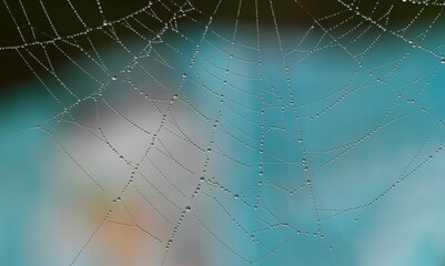 Spider web  1144