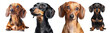© PNGuin Studio - Set of adorable dachshund dogs in different poses, isolated on transparent cutout background
