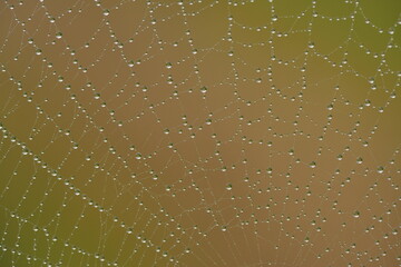 spider web 1149