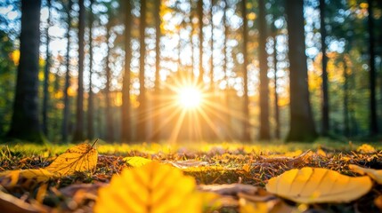 Poster - Golden sunrays filtering through a canopy of trees, illuminating the forest floor with dappled light and creating a magical and enchanting atmosphere.