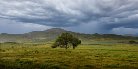 Wall Mural - panoramic view of single tree in the middle of wildflower meadow under cloudy sky, california