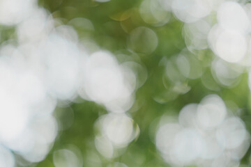 Poster - Soft Bokeh Effect of Green and White Light in Natural Background