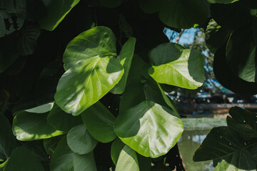 Poster - Lush Green Leaves in Natural Environment with Soft Light Effects