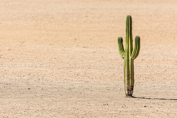 Poster - lone cactus stands tall in vast desert with sandy background