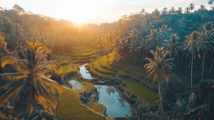 Poster - Sunrise over lush green rice terraces and palm trees.