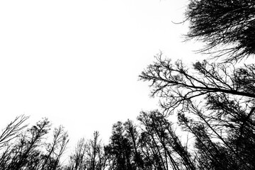 Wall Mural - isolated forest on a transparent background