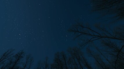 Wall Mural - starry sky in the night forest