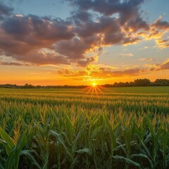 Aufkleber - Majestic sunset over a lush cornfield with vibrant clouds in the sky and golden rays illuminating the horizon. Generative AI