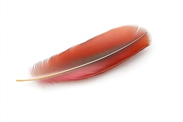Poster - a single red feather sits on a plain white background
