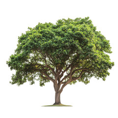 single tree on transparent background