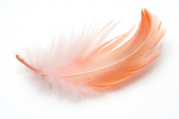 Poster - a single orange feather resting on a white background
