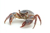 A single crab stands on a white background, isolated