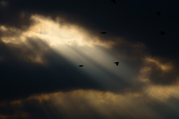 Wall Mural - dark dramatic sky at sunset with sun rays through the clouds