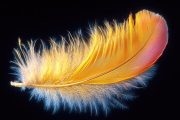 Sticker - A bright yellow feather sits alone on a dark black background