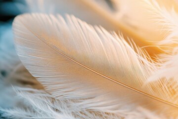 Poster - Close-up view of a single feather lying on a table