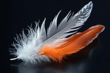 Poster - A single white and orange feather lies on a black background, waiting to be noticed