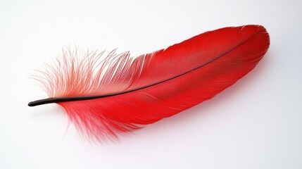 Poster - a single red feather sits on a clean white surface