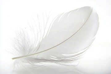 Poster - single white feather lying on a pure white background