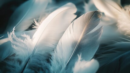 Poster - Feathers captured in detail