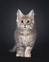 Poster - Cute Maine Coon cat kitten, walking or standing towards front. Looking attentive to camera. Isolated on a black background.
