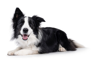 Poster - Adorable typical black and white young adult Border Collie dog, laying down side ways. Looking straight to camera with mouth open. Isolated on white background.