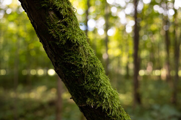 moss on a tree from the north side. summer