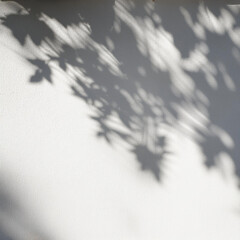 Wall Mural - Elegant Plant Shadow on White Textured Wall – Minimalist Aesthetic, Natural Light, and Botanical Silhouette for Modern Interior Design