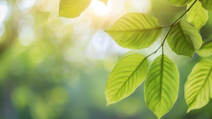 Wall Mural - close-up of fresh green leaves illuminated by soft sunlight. peaceful and refreshing atmosphere, per