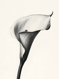 Artistic Black and White Photograph of a Calla Lily Flower