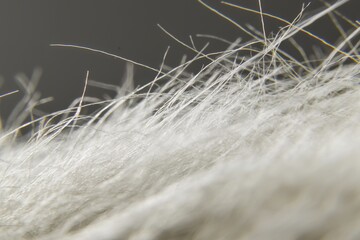 Poster - An ethereal close-up reveals the delicate texture of white fur, resembling soft snow, creating a dreamlike, abstract landscape with its fine strands against a muted background.
