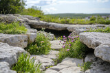 Wild flowers growing in cracks of limestone pavement on sunny day