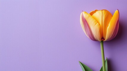Wall Mural - A vibrant yellow tulip with orange accents resting against a soft purple backdrop, symbolizing beauty and spring.