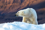 Polar bear, ursus maritimus, and the red rock mountains of Vikinge Bay, Scoresby Sund, Greenland. Side view of an adult female sitting on a blue iceberg.