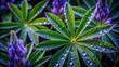 © VisualVault - Close-up view of dew-kissed lupine leaves and buds, vibrant green foliage with glistening water droplets, showcasing the intricate details of nature's artistry
