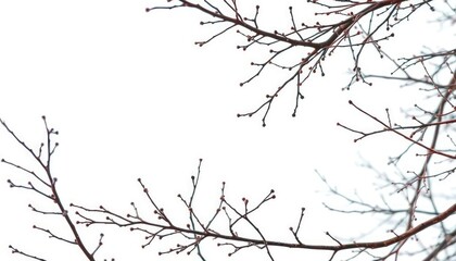 Bare, winter branches isolated on pure white background, elegant, organic