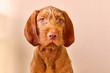 © Ivaylo - hungarian wirehaired vizsla puppy happy