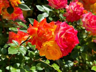 Wall Mural - Bunch of roses red yellow pink blooms in garden.