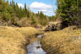 coniferous forest in early spring
