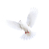 flying white dove pigeon isolated on transparent background