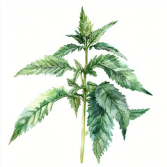 A watercolor nettle branch painting illustration isolated on a white background, a nettle illustration, painting, AI Painting design.