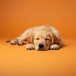 © Lee - Sleeping puppy on an orange background
