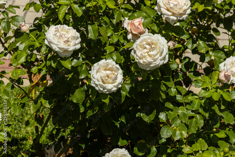 Rose Garden in Madrid. Botanical garden with different species of rare ...
