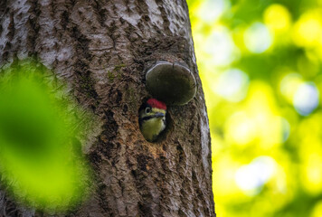 woodpecker bird peeking out of tree hollow in spring sunny forest