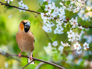 Wall Mural - bright bird male grosbeak sitting on branches of white blossoming cherry tree in spring may garden
