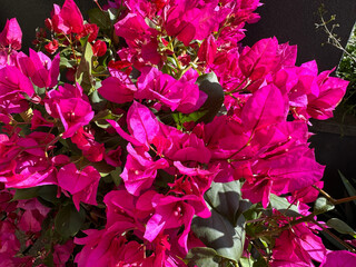 Wall Mural - Bougainvillea bright pink blossoming plant. 